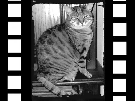 mon chat!
