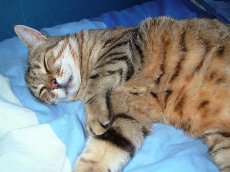 Berlioz