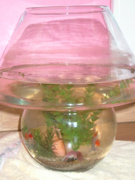 les pti poissons a Elo!