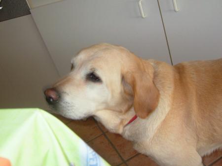 la chienne a louloutte